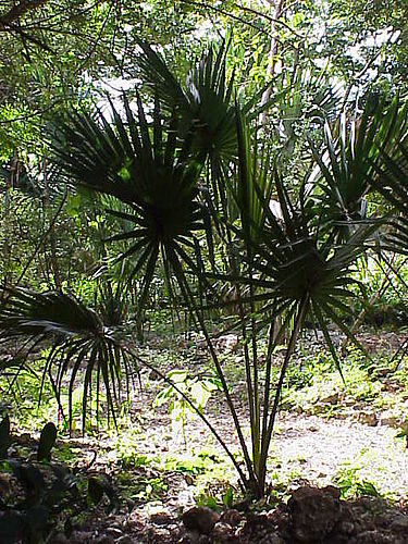 Sabal gretheriae